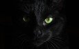 кот, мордочка, усы, кошка, взгляд, черный, черный фон, зеленые глаза