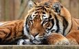 тигр, глаза, морда, лапы, взгляд, лежит, дикая природа, дикая кошка