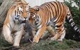 тигр, пара, хищники, дикая кошка, амурский тигр, тигры