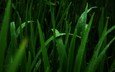 трава, зелёный, макро, капли, лето, дождь