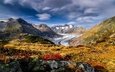 цветы, горы, швейцария, альпы, ледник, алечский ледник, aletsch glacier