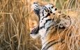 тигр, морда, клыки, хищник, профиль, сухая трава