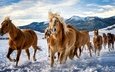 горы, снег, зима, лошади, кони, табун