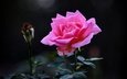 цветок, роза, темный фон, розовая
