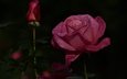 цветок, ветки, роза, сад, бутон, темный фон, розовая