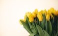 цветы, букет, тюльпаны, желтые, светлый фон
