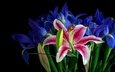цветы, бутоны, лилия, черный фон, букет, синие, лилии, яркие, розовая, ирисы, композиция