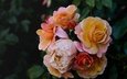 цветы, бутоны, листья, розы, сад, темный фон, белые, желтые, оранжевые, боке