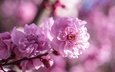 цветы, цветение, весна, розовые, сакура