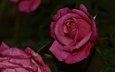 цветы, капли, розы, сад, темный фон, розовые