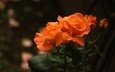 цветы, капли, розы, темный фон, куст, оранжевые