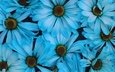 цветы, лепестки, много, голубые, остеоспермум
