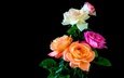 цветы, листья, розы, черный фон, букет, розовые, белые, яркие, оранжевые, разные, композиция