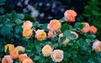 цветы, листья, розы, сад, много, оранжевые, боке, розовый куст