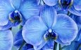 цветы, макро, лепестки, голубые, орхидеи