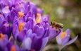 цветы, макро, весна, пчела, крокусы, боке, сиреневые