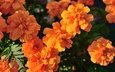 цветы, сад, оранжевые, клумба, боке, бархатцы