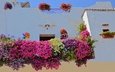 цветы, стена, дом, италия