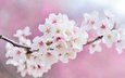 цветы, ветка, цветение, весна, вишня, сакура, белые, много, розовый фон, боке
