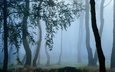 деревья, лес, туман