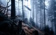 деревья, природа, лес, утро, туман, германия