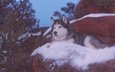 деревья, снег, камни, собака, аляскинский маламут