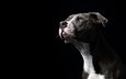 морда, фон, портрет, собака, черный фон, друг, амстафф, американский стаффордширский терьер