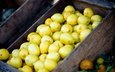 фрукты, много, урожай, лимоны, ящик