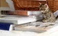 книги, корзина, полосатый котенок, на столе
