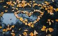 листья, отражение, машина, осень, сердце, темный фон, листопад, автомобиль, капот, осенние листья