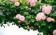 листья, ветки, розы, розовые, белый фон, опора, розовый куст