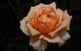 макро, роза, темный фон, оранжевая