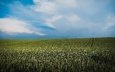 небо, облака, дорожка, поле, лето, тропинка, даль, колосья, пшеница, простор, колея, голубое небо, пшеничное поле