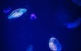 под водой, медузы, размытый фон