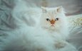 кошка, взгляд, голубые глаза, белая, пушистая, гималайская кошка