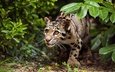 природа, кошка, леопард, хищник, дикая кошка, дымчатый леопард