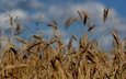 природа, поле, пшеница, урожай