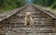 железная дорога, рельсы, собака, щенок, золотистый ретривер