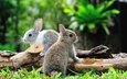 солнце, природа, кролик, кролики, заяц, боке, зайчонок