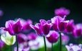 свет, цветы, весна, темный фон, тюльпаны, фиолетовые, боке, сиреневые