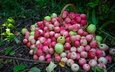 трава, фрукты, яблоки, сад, розовые, много, урожай, корзинка