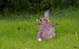 трава, поляна, кролик, заяц