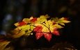 ветка, листья, темный фон, боке, кленовые, осенние листья