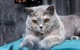 кот, мордочка, лапы, серый, британская короткошерстная кошка