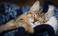 морда, кошка, сон, котенок, спит, одеяло, закрытые глаза