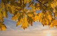 небо, свет, осень, желтые, дубовые, осенние листья