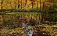берег, лес, отражение, ветки, листва, осень, водоем