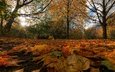 деревья, парк, осень, германия, опавшие листья