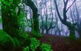 деревья, природа, лес, листья, туман