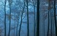 деревья, природа, лес, туман, осень
